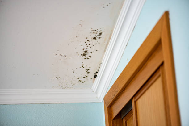 Best Attic Mold Removal  in Elkhart, IN