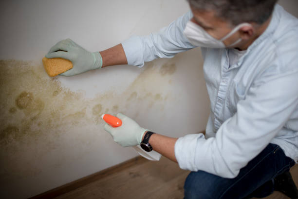 Best Attic Mold Removal  in Elkhart, IN