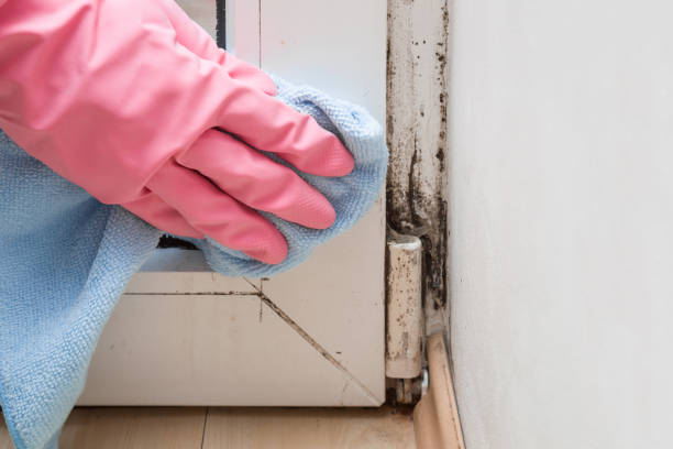 Best Commercial Mold Removal  in Elkhart, IN